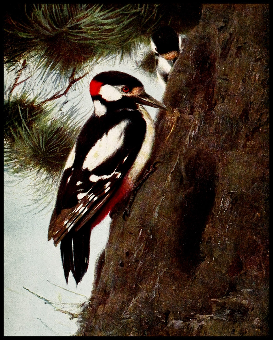 Spotted Woodpecker
