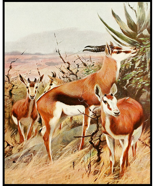 Springbok