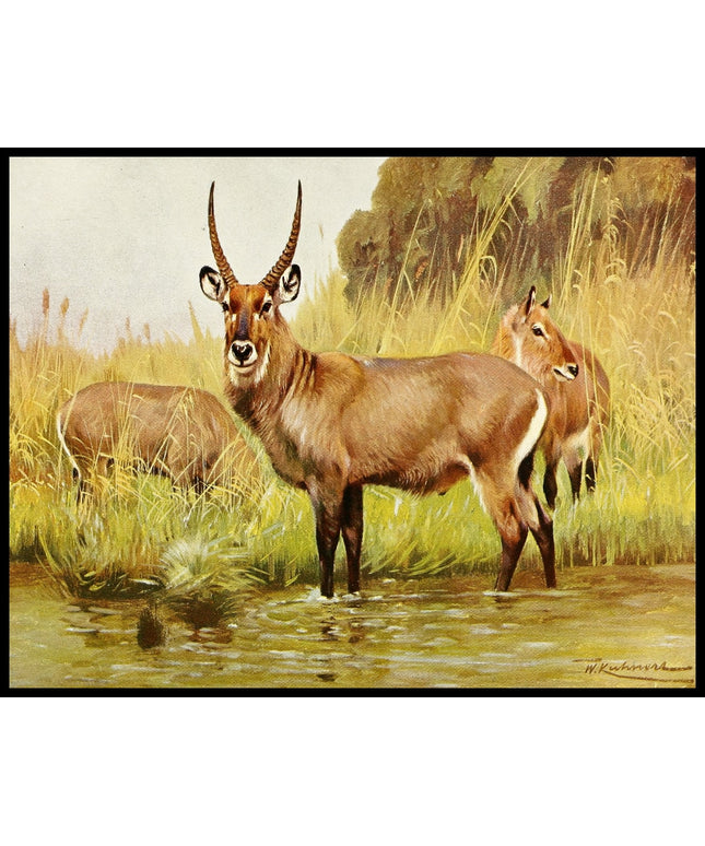 Waterbuck