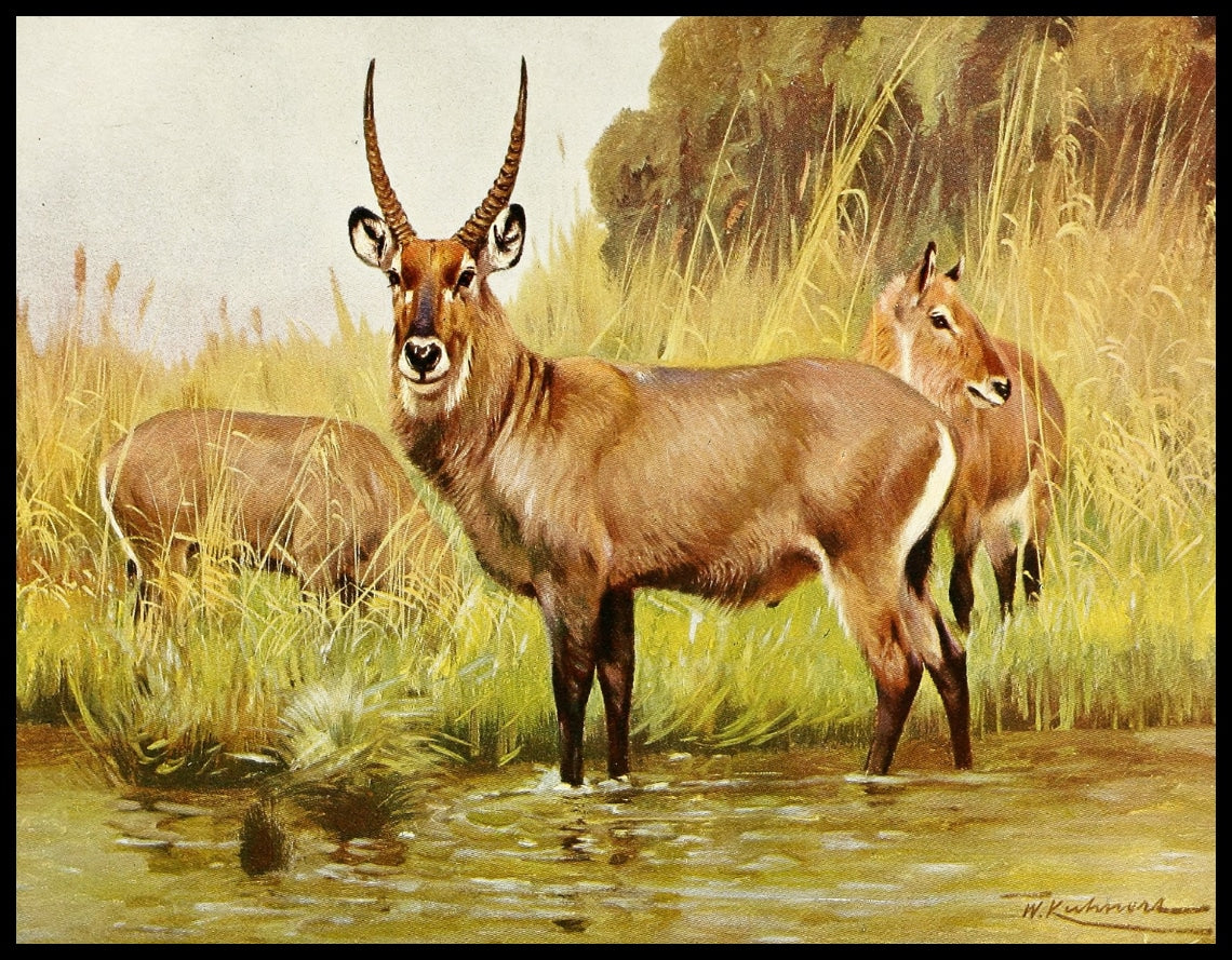 Waterbuck