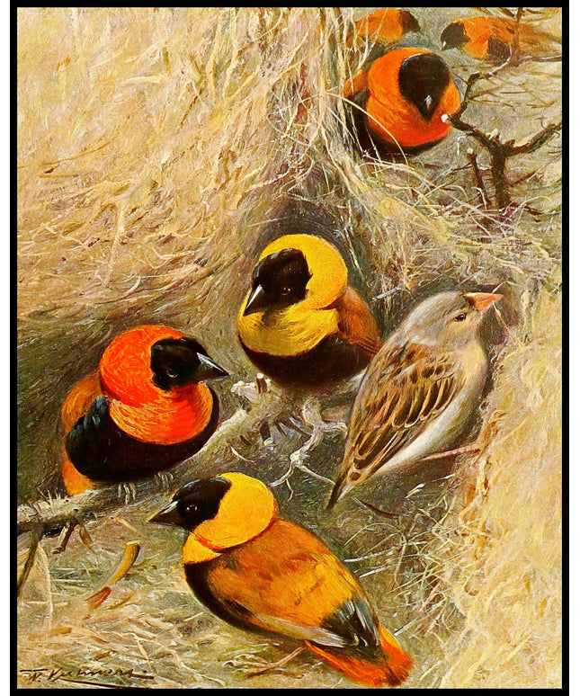 Weaver Birds