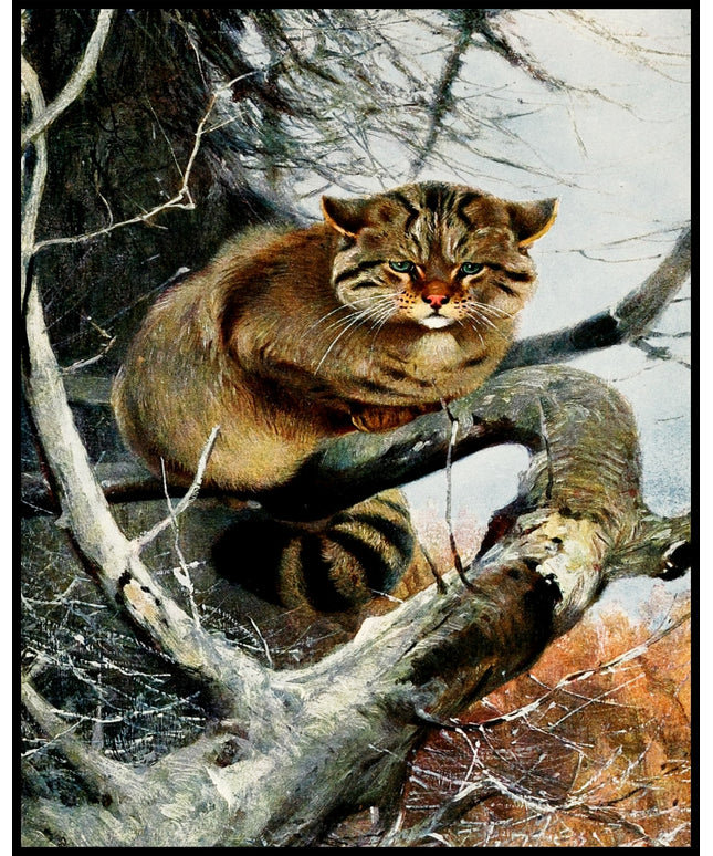 Wild Cat