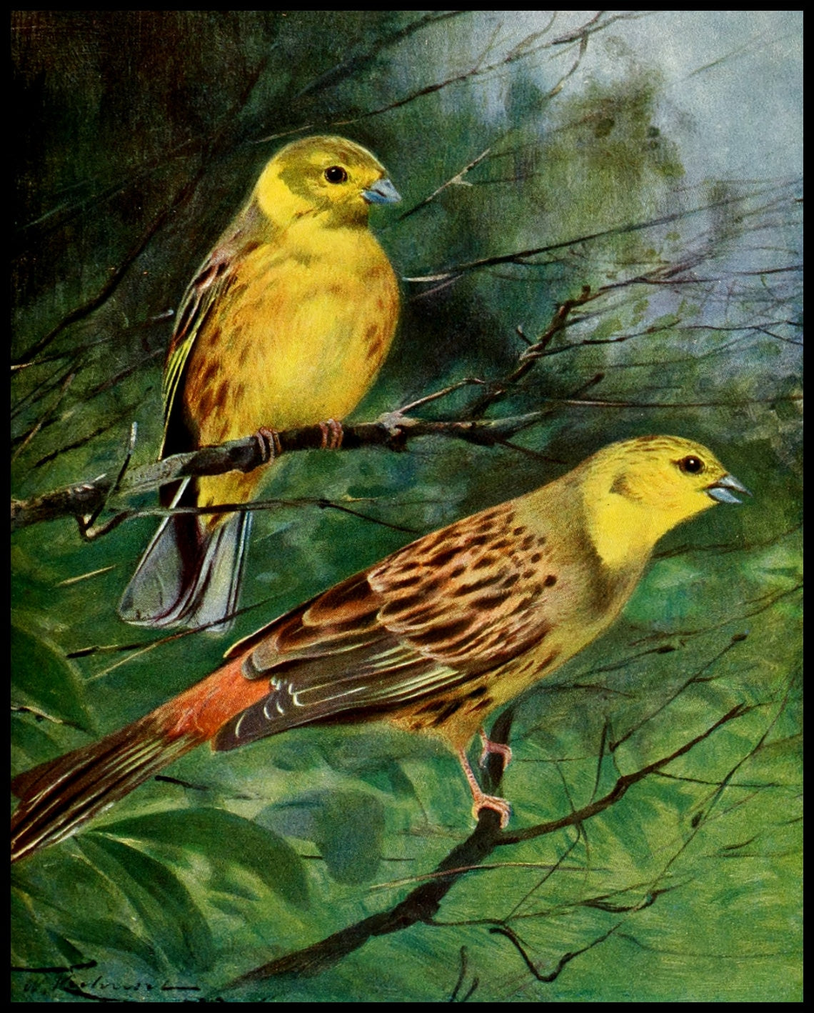 Yellow Bunting