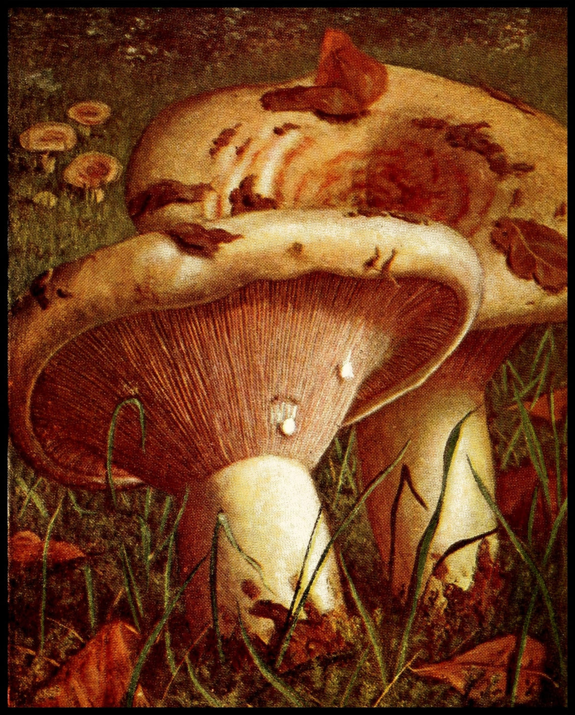Lactarius Controversus