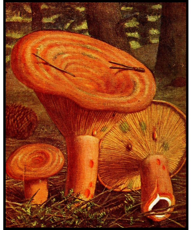 Lactarius Deliciosus
