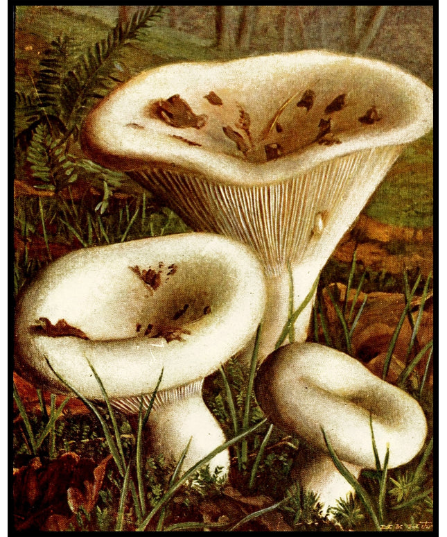 Lactarius Piperatus