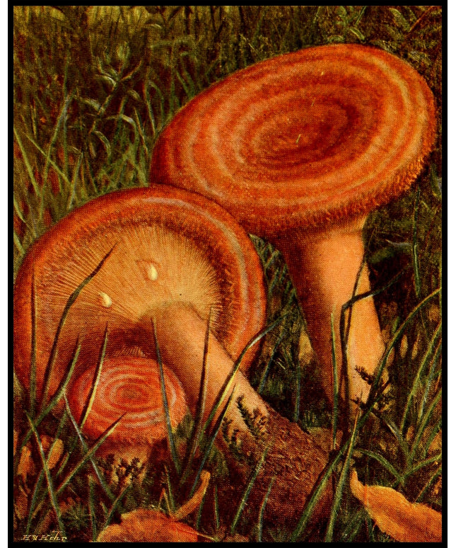 Lactarius Torminosus