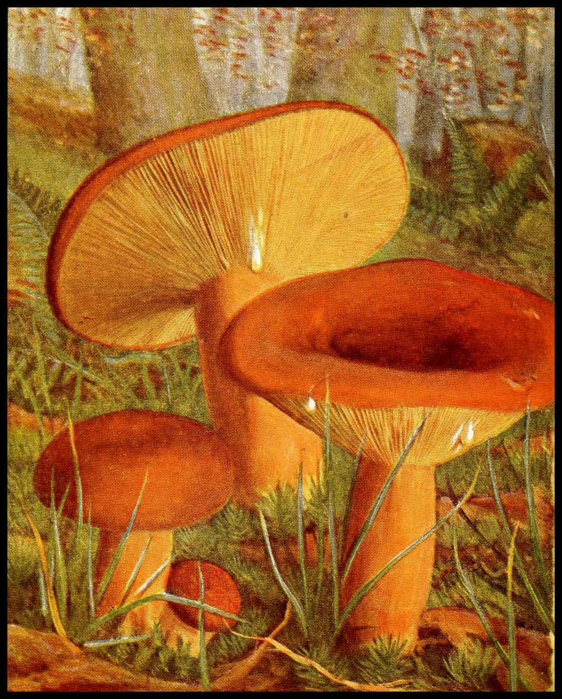Lactarius Volemus