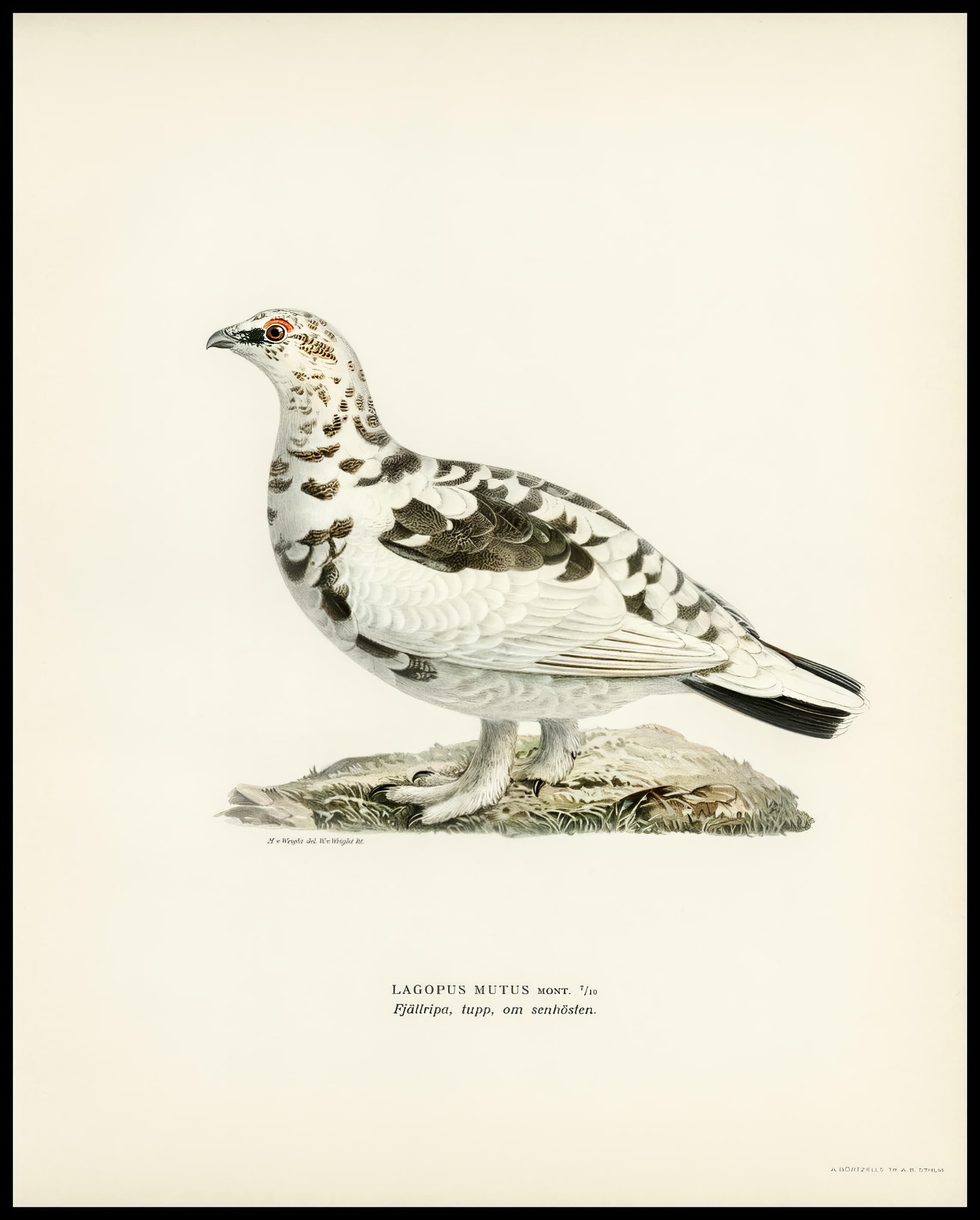 Lagopus Mutus Poster