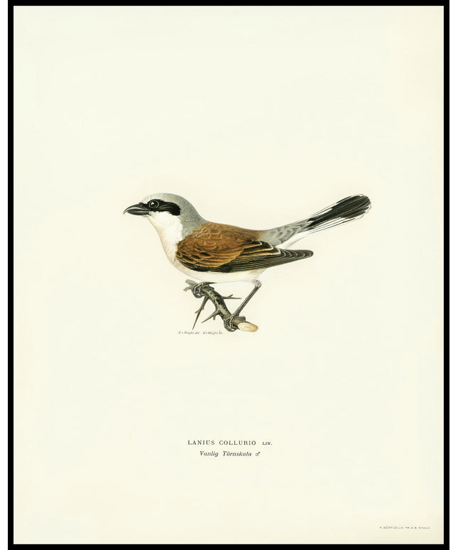 Lanius Collurio Poster