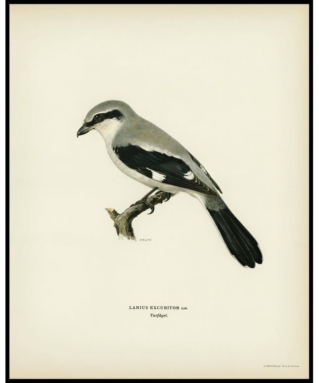 Lanius Excubitor Poster