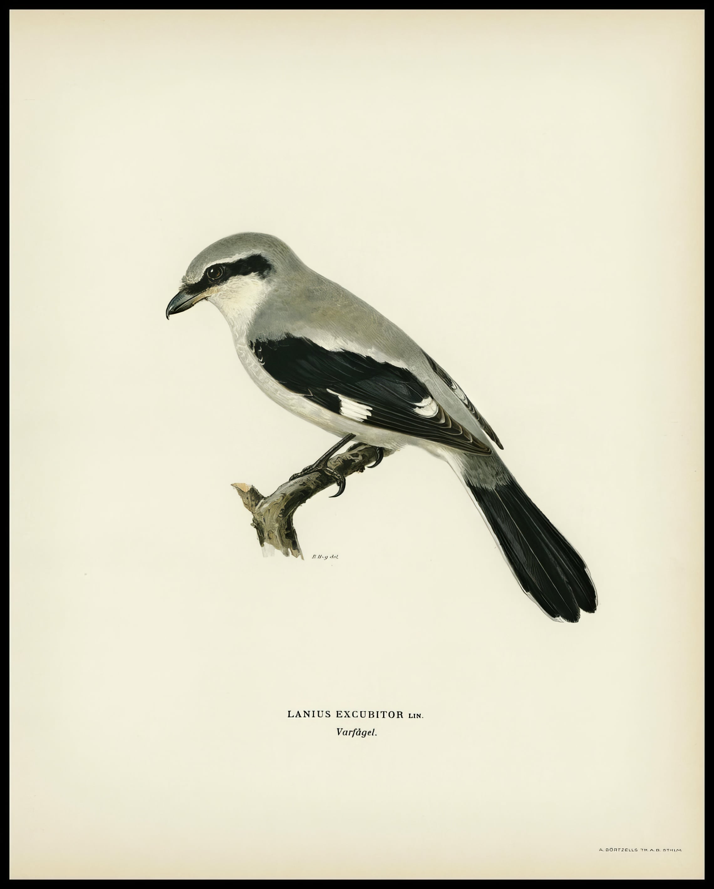 Lanius Excubitor Poster