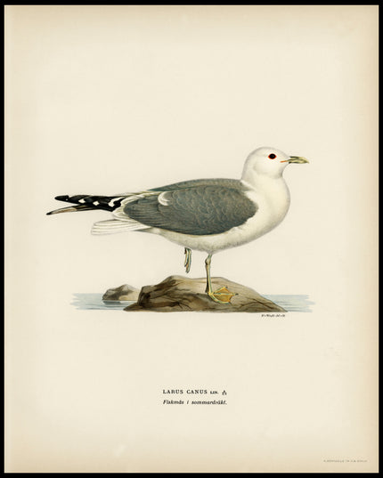 Larus Canu Poster