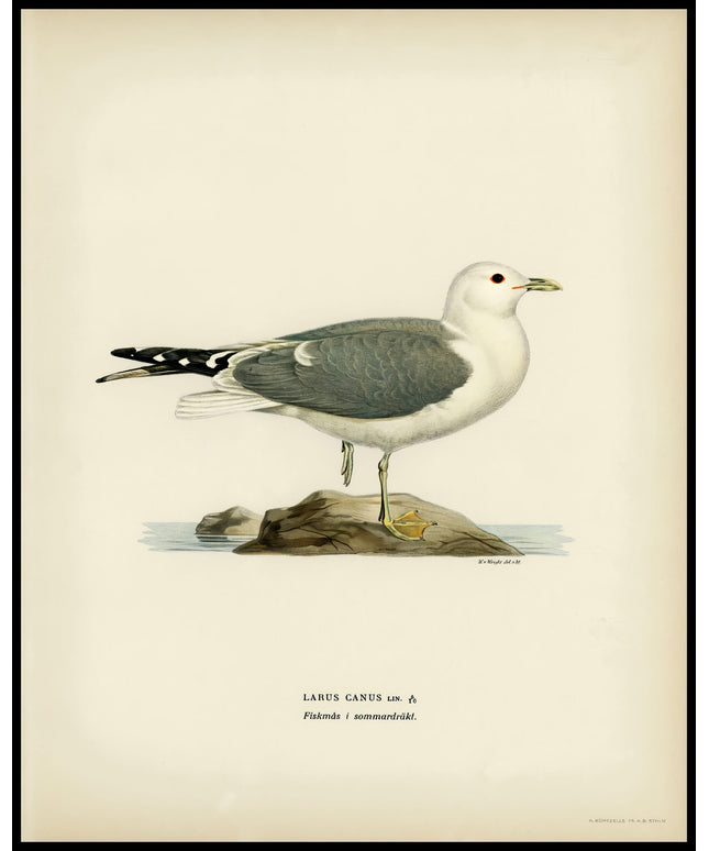 Larus Canu Poster