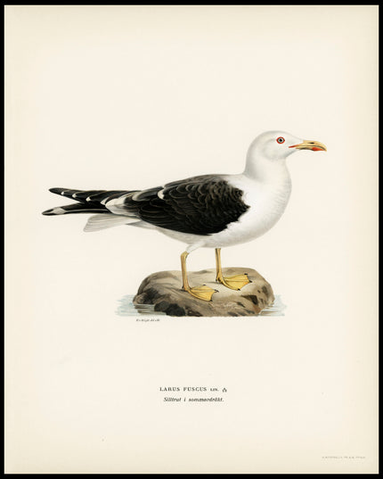 Larus Fuscus Poster