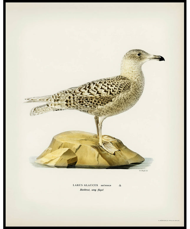 Larus Glaucus Poster