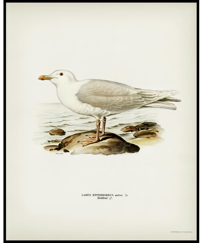 Larus Hyperboreus Poster