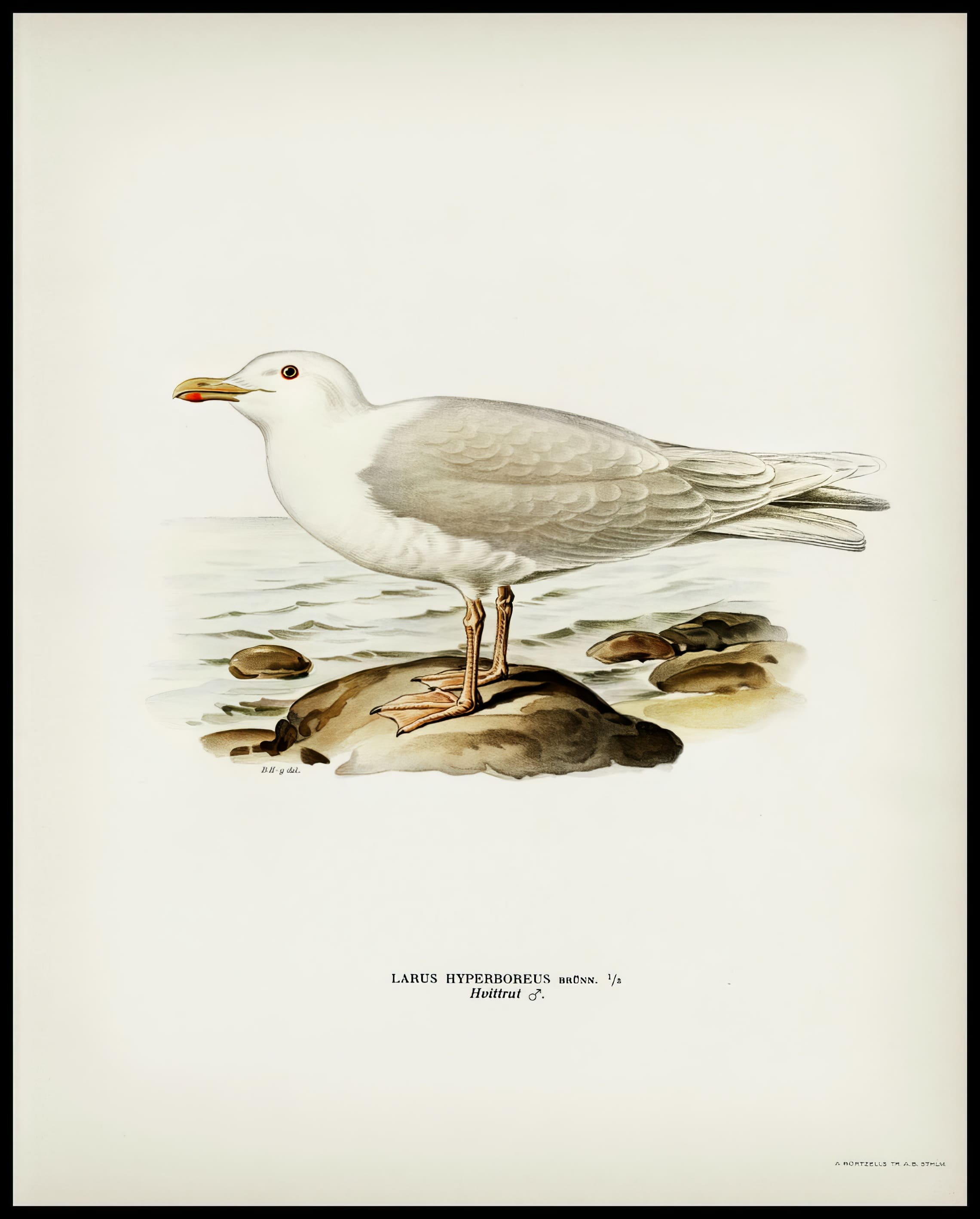 Larus Hyperboreus Poster
