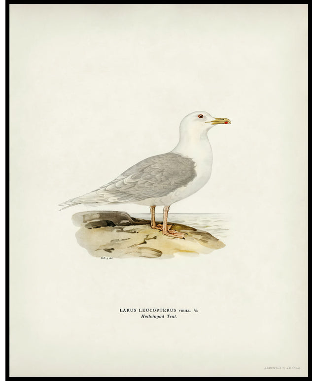 Larus Leucopterus Poster
