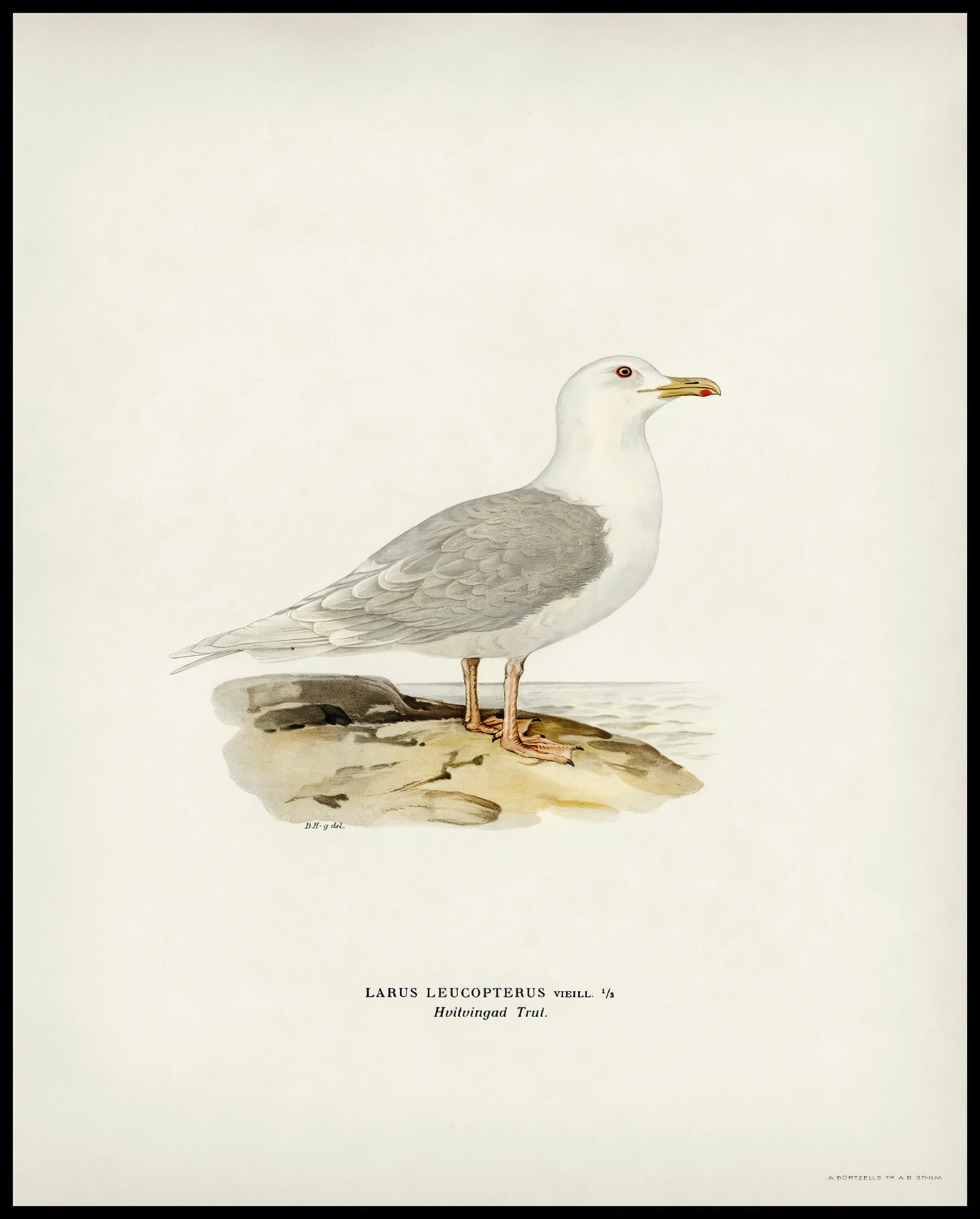 Larus Leucopterus Poster