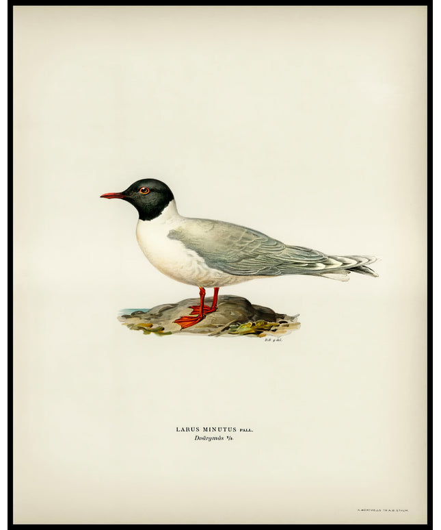 Larus Minutus Poster