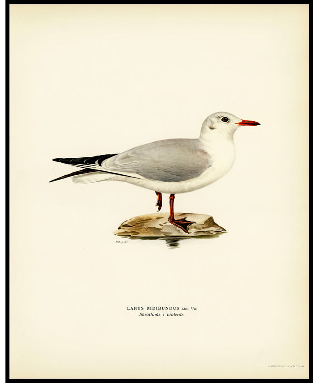 Larus Ridibundus Poster