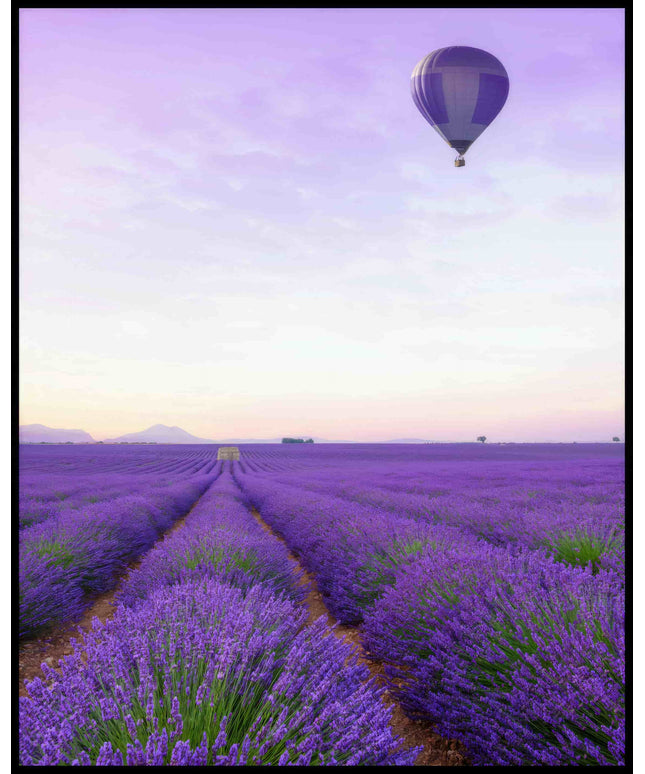 Ein Poster von einem Lavendelfeld und einem Heißluftballon mit lila-weißem Muster, der über dem Feld schwebt.