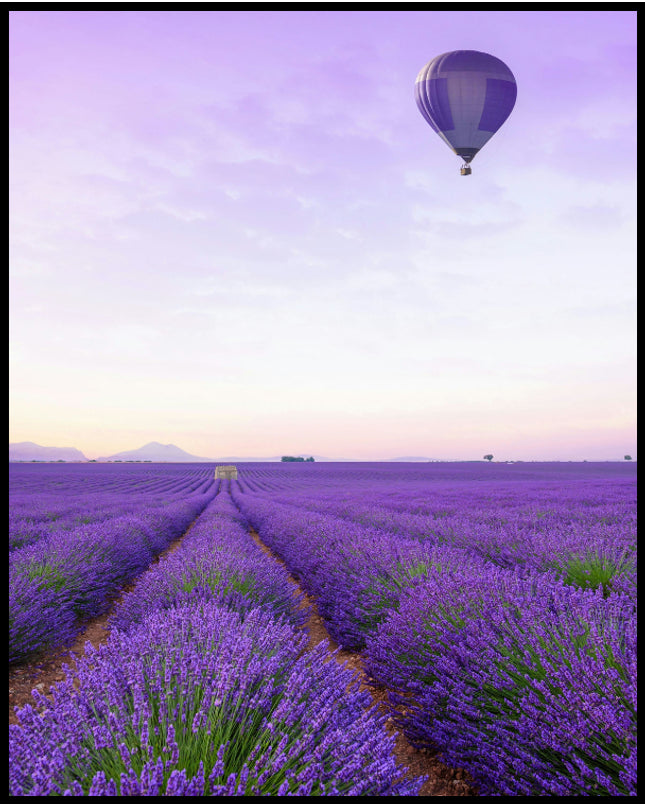 Ein Poster von einem Lavendelfeld und einem Heißluftballon mit lila-weißem Muster, der über dem Feld schwebt.