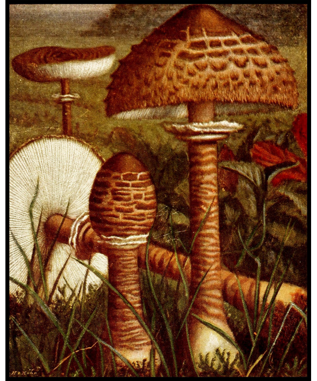 Lepiota Procera