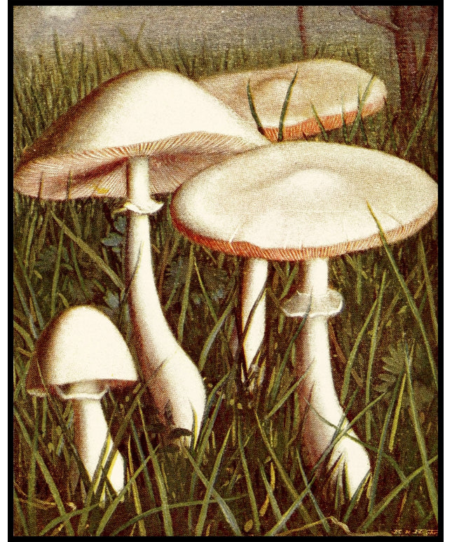 Lepiota Pudica