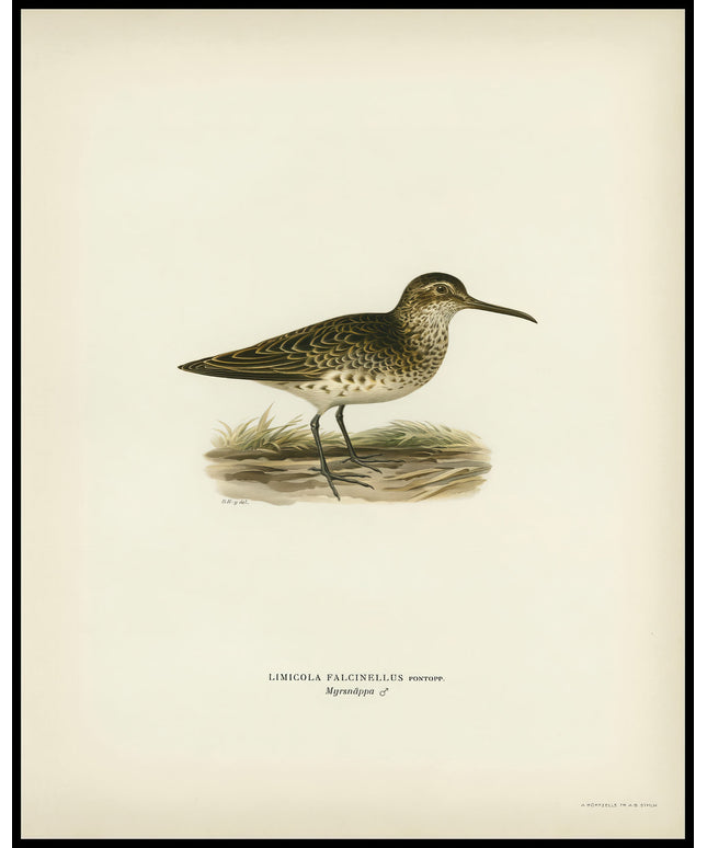 Limicola Falcinellus Poster