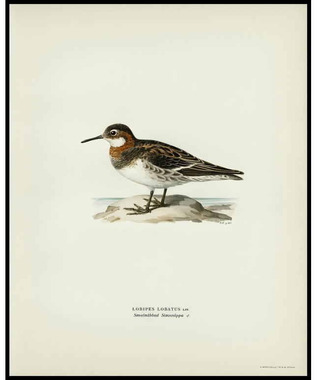 Lobipes Lobatus Poster