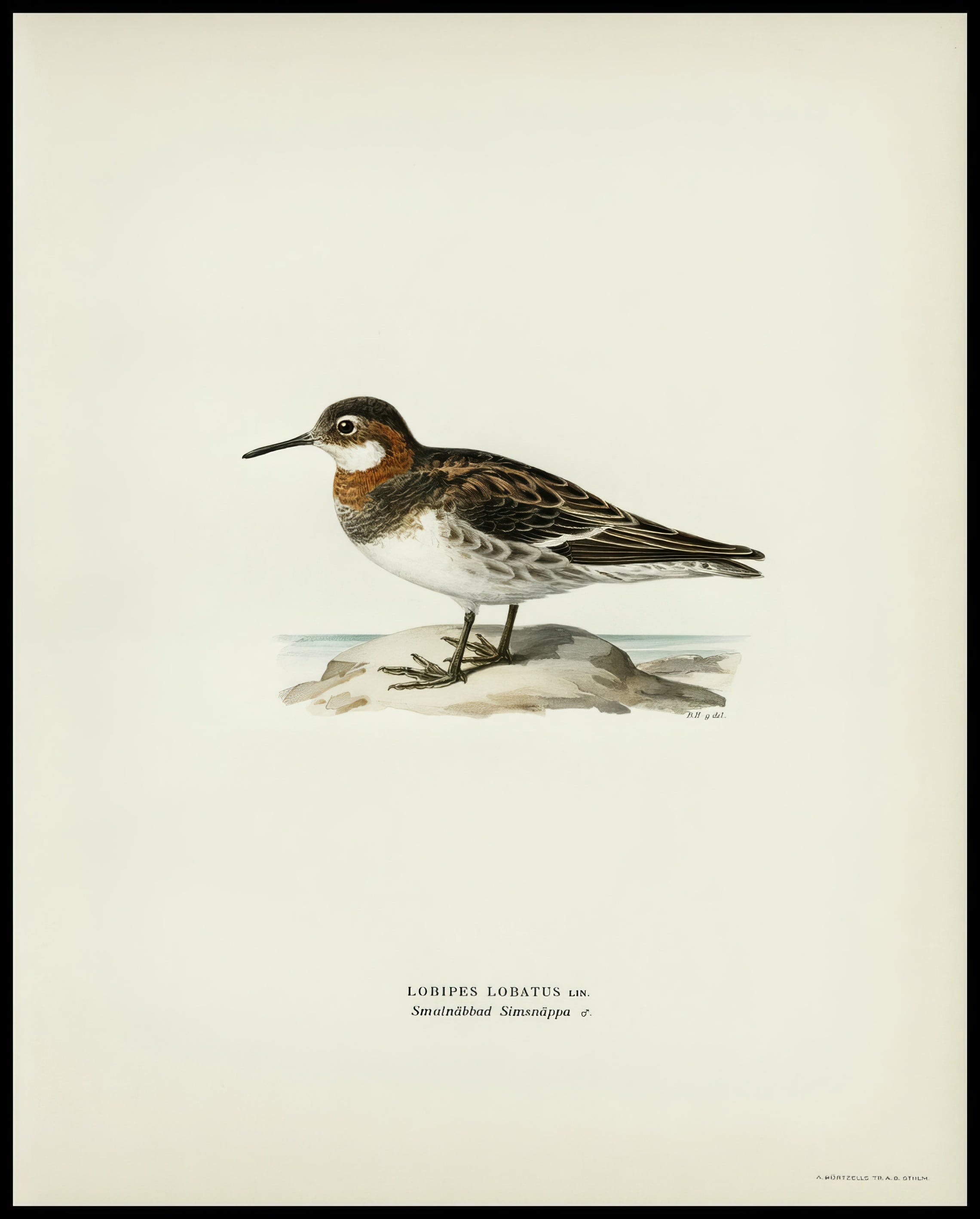 Lobipes Lobatus Poster