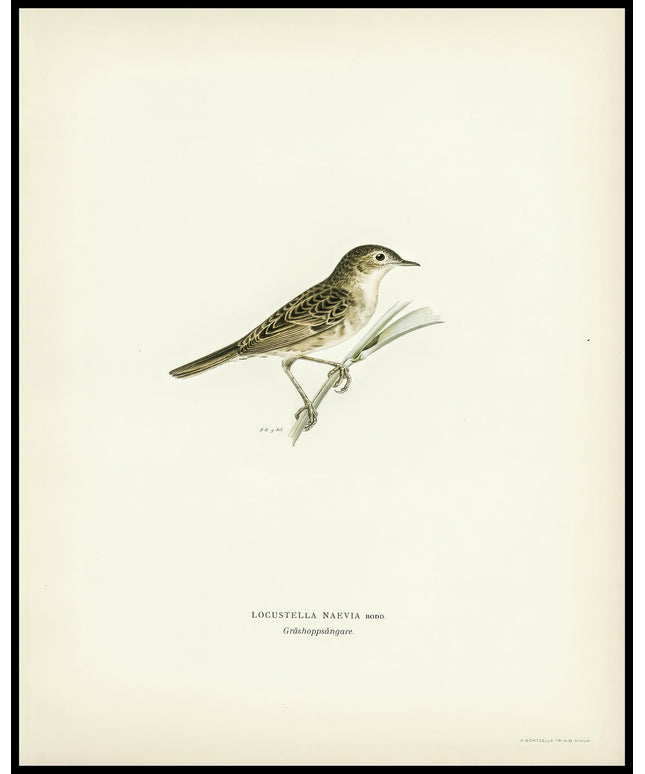 Locustella Naevia Poster