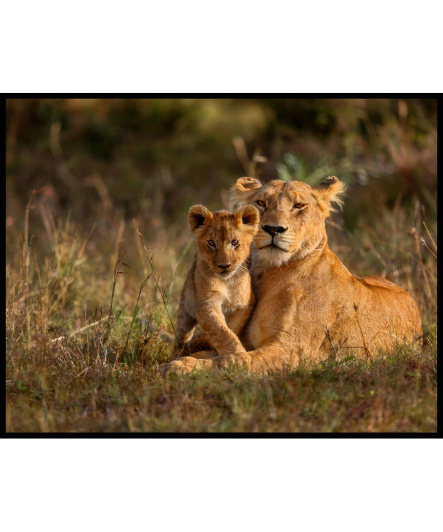 Ein Poster von einer Löwenmutter, die liebevoll ihr Junges umarmt, beide ruhen im hohen Gras der Savanne.