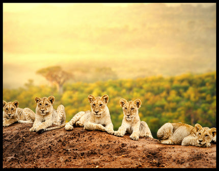 Ein Poster von fünf jungen Löwen, die auf einem Hügel sitzen, mit einer weiten afrikanischen Savannenlandschaft im Hintergrund.
