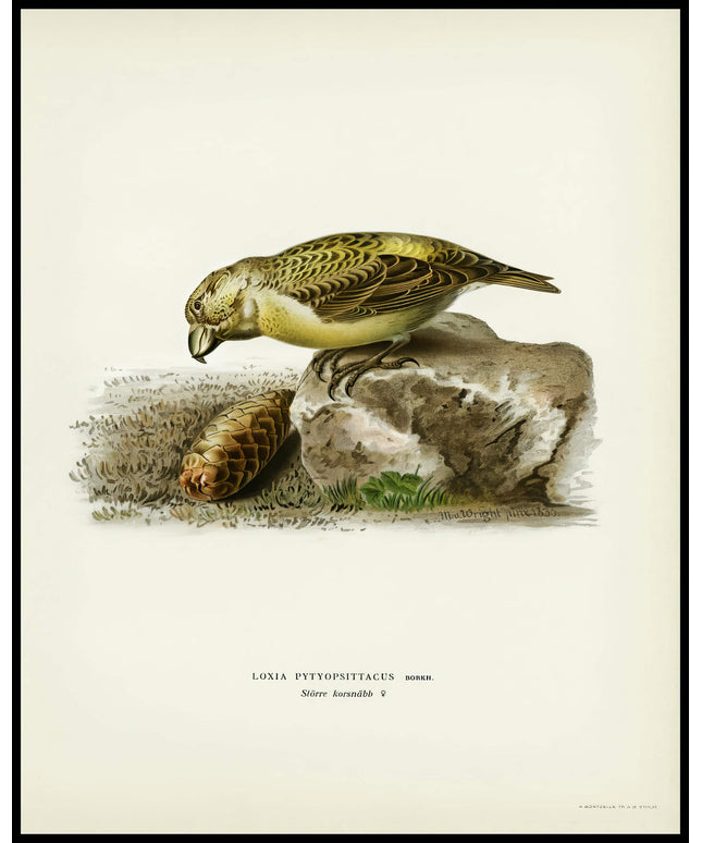 Loxia Pytyopsittacus Poster