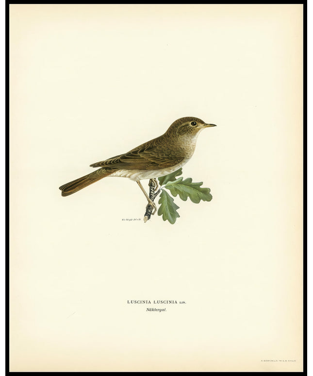 Luscinia Luscinia Poster