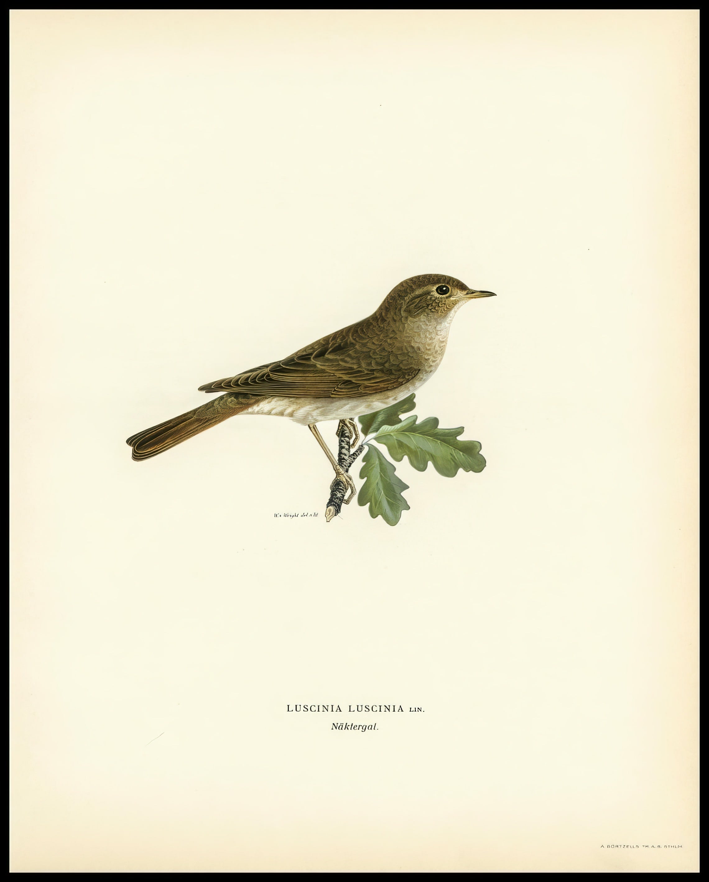 Luscinia Luscinia Poster