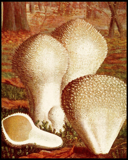 Lycoperdon Gemmatum