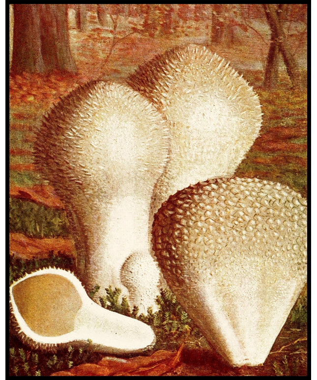 Lycoperdon Gemmatum