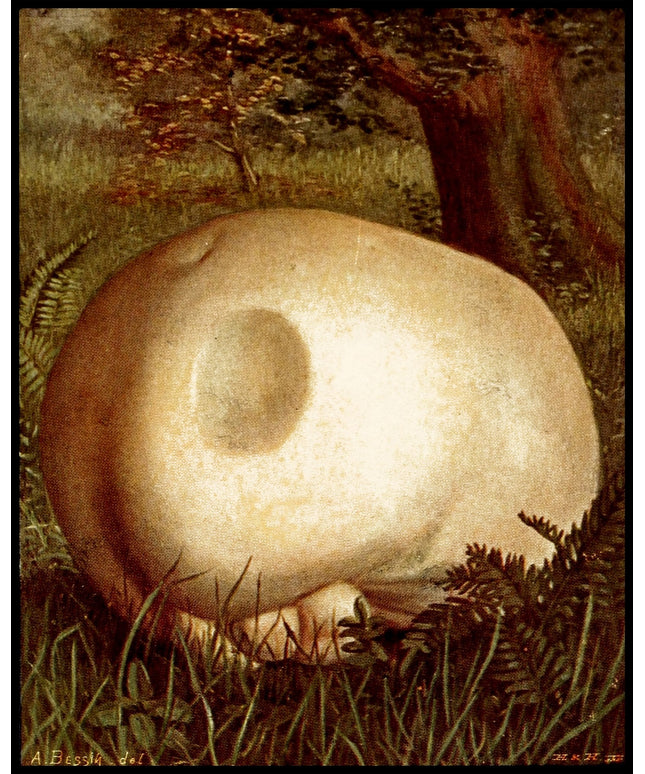 Lycoperdon Giganteum