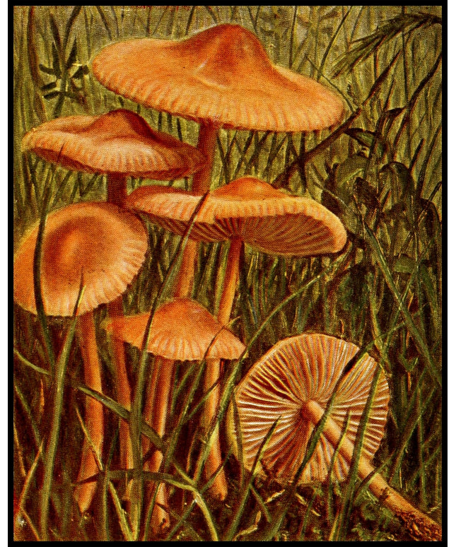 Marasmius Oreades