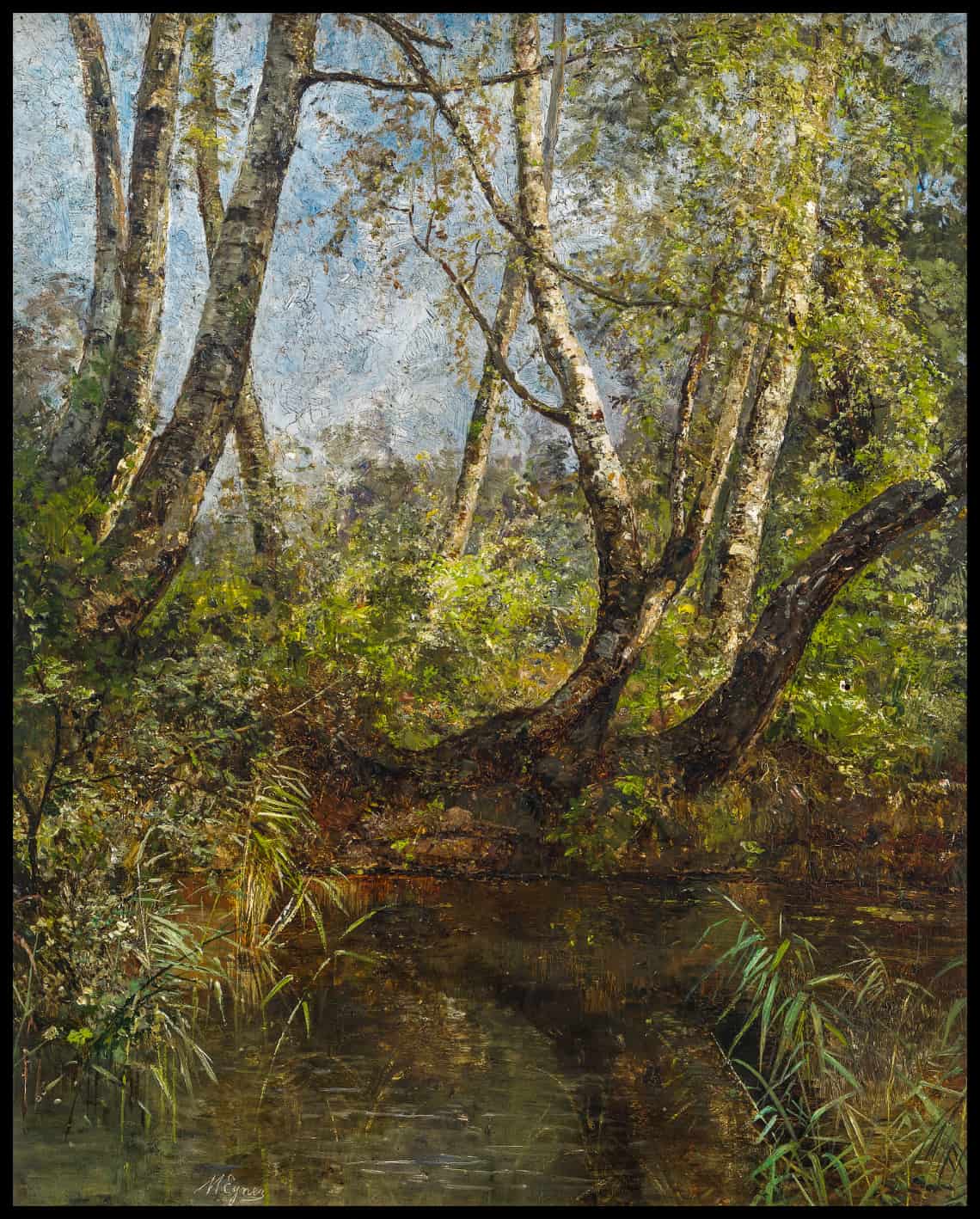 Bouleaux au bord de l'étang