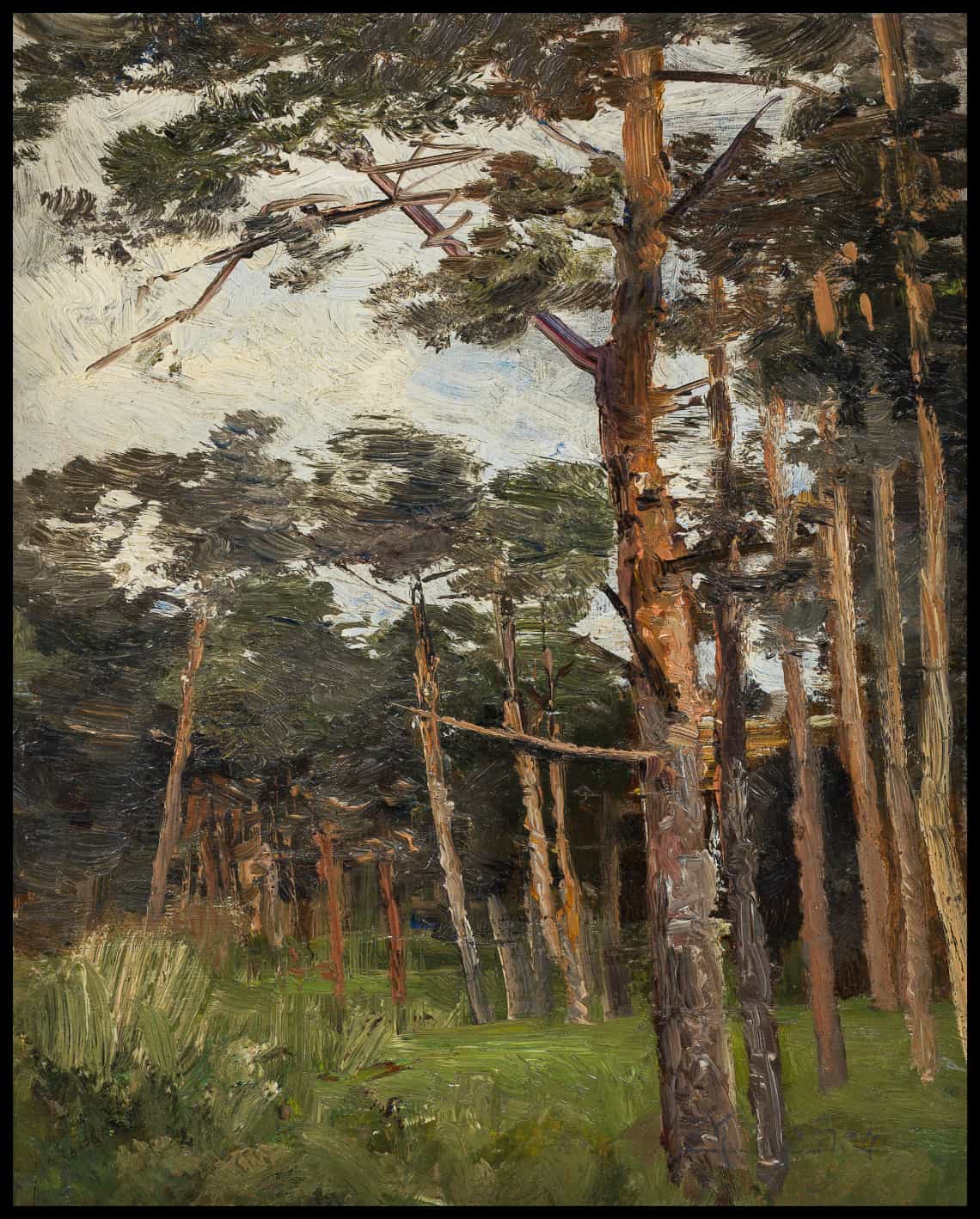 Forêt de pins
