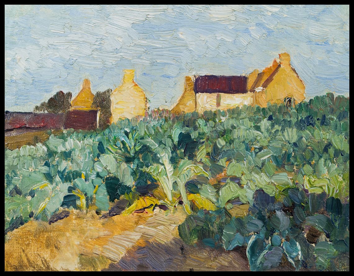 Champ de choux en Bretagne