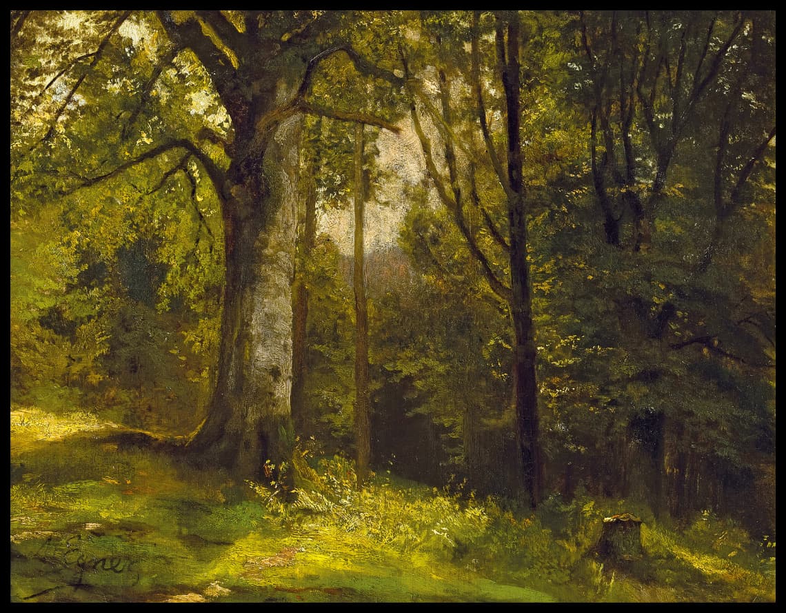 Parcelle de forêt avec des arbres à feuilles caduques