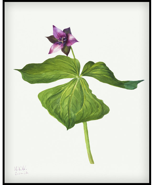 Mary Vaux Walcott Poster