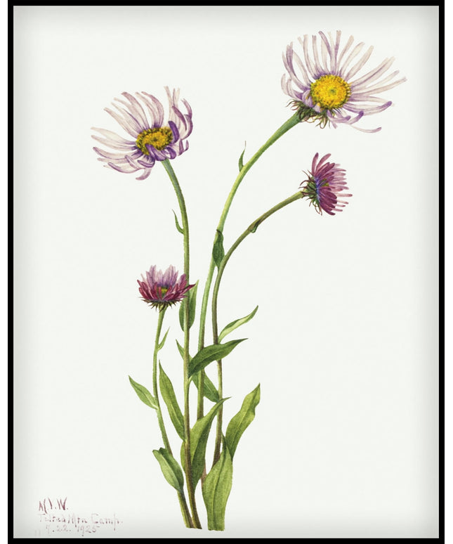 Mary Vaux Walcott Poster