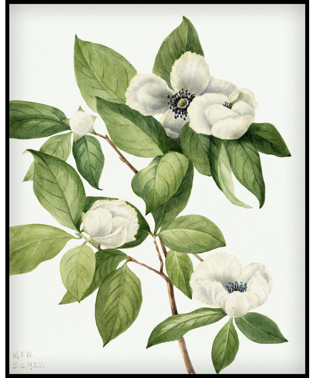 Mary Vaux Walcott Poster